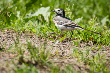pied wagtail on sand