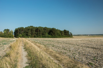 Fototapeta na wymiar Dirt road and plowed field, coniferous forest on the horizon and cloudless sky