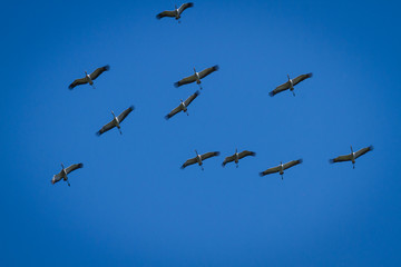 Crane on the sky