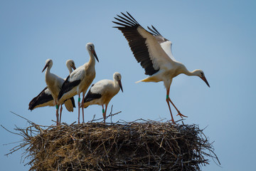 Stork family in nest