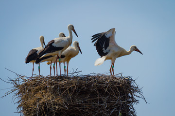 Stork family in nest