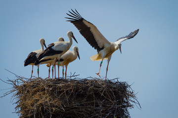 Stork family in nest