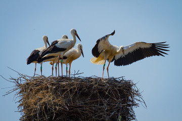 Stork family in nest