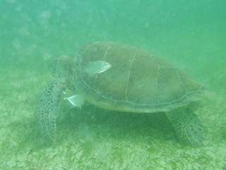 Obraz premium Akumal,Mexico Summer/Undrewater Sea Turtle.