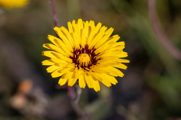Yellow flower with background