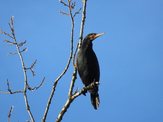 Cormorant perching on a tree branch in winter