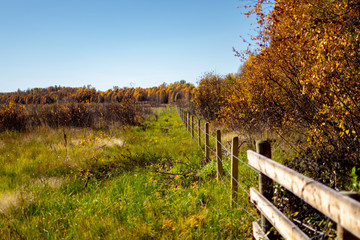 Fototapeta premium Country Fence with Overgrown Grass Landscape