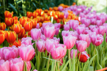 Tulip flowers in the meadow , flowers in the nature garden