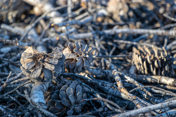 Dry branches of pine