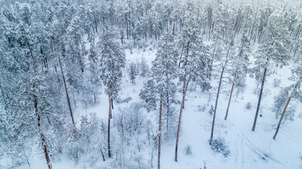 Aerial view of snow-covered tops of pines.