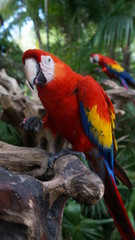 Akumal, Mexico Summer / Macaw