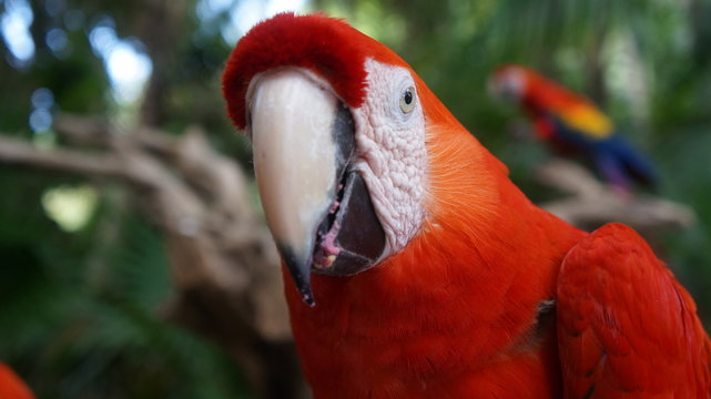 Akumal, Mexico Summer / Macaw