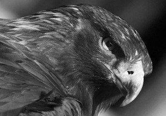 eagle Portrait