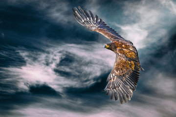 eagle