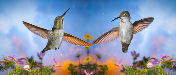 Creative panorama of two hummingbirds who enjoy dancing in the rain with eyes closed.