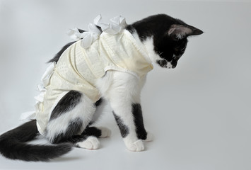 Cat with  recovery suit after surgery on white background.