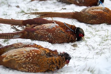 gun downed pheasants