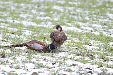falcon with male of pheasant