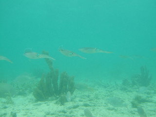 Fototapeta na wymiar Akumal, Mexico Summer / Underwater Flock of squid