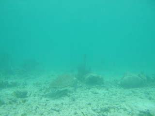 Obraz premium Akumal,Mexico Summer/Undrewater Sea Turtle.