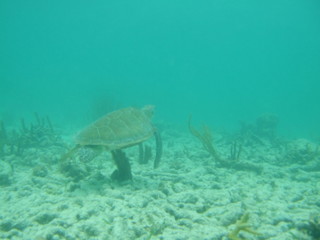 Fototapeta na wymiar Akumal,Mexico Summer/Undrewater Sea Turtle.