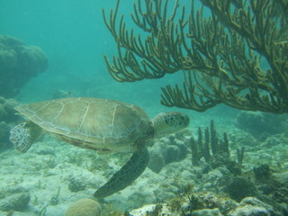 Obraz premium Akumal,Mexico Summer/Undrewater Sea Turtle.