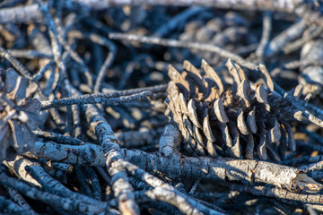 Dry branches of pine