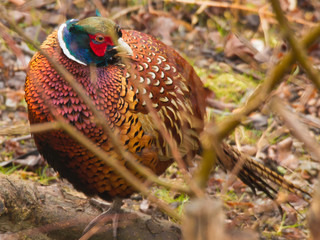 Round pheasant