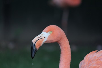 a pink flamingo portrait with a dark background