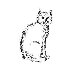 Hand drawn sitting cat. Cat sits back. Sketch, vector illustration 