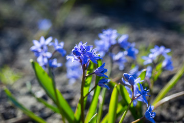Blue squills: purple spring flowers background , Wild bluebell  in springtime