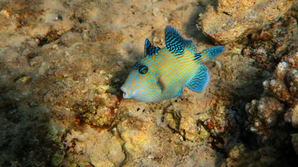 Fototapeta na wymiar Blue Triggerfish - Pseudobalistes fuscus, Red Sea