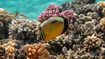 Fototapeta na wymiar Blacktail butterflyfish, Red Sea