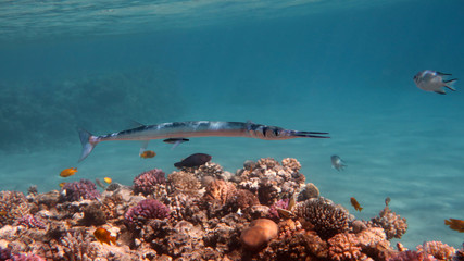 Needlefish (Houndfish) - Tylosurus crocodilus, Red Sea