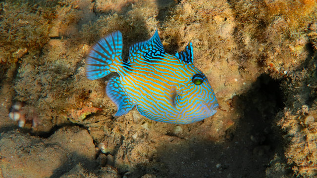 Blue Triggerfish - Pseudobalistes fuscus, Egypt