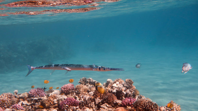 Crocodile Needlefish (Houndfish) - Tylosurus crocodilus, Red Sea