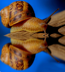 Schnecke gespiegelt