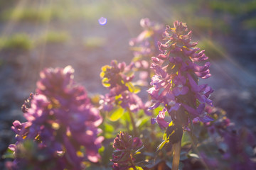 Obraz premium birthwort (squill): purple spring flowers background , wild hyacinth in springtime