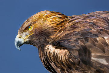 Eagle, king of the sky