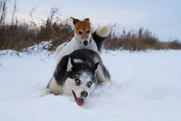 siberian husky and jack russell