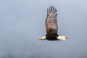 Eagle, king of the sky