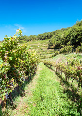 Fototapeta na wymiar Vineyards in languedoc in france in sunny day