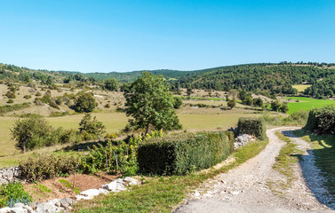 Fields with trees in France on a sunny day