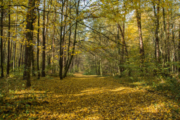 Alley in an autumn forest and fallen yellow leaves