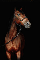 Fototapeta na wymiar Bay horse isolated on black background.
