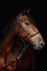 Fototapeta premium Bay horse isolated on black background.