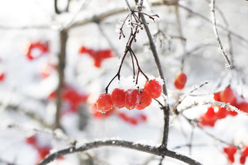 Viburnum In The Snow. Beautiful winter