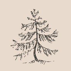 Hand drawn spruce tree. Sketch, vector illustration. 