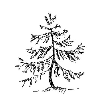 Hand drawn spruce tree. Sketch, vector illustration. 