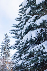 Blue spruce with snow on branches in winter forest